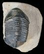 Large Struveaspis Trilobite From Jorf - #15558-4